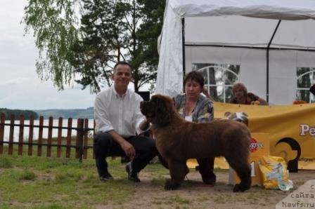 Фото: ньюфаундленд Обуш Шед Якутия (Obush Shed Yakutia)