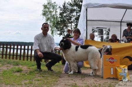 Фото: ньюфаундленд Сент Джонс Цикламен (Sent Djons Cyclamen)