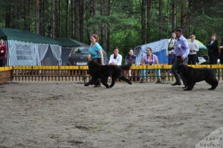 Фото: ньюфаундленд Акватория Келвин Прайм Тайм, ньюфаундленд Ньюфорт Бай'ю Тиана