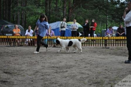 Фото: ньюфаундленд Сент Джонс Царевна Лебедь (Sent Djons Carevna Lebed)
