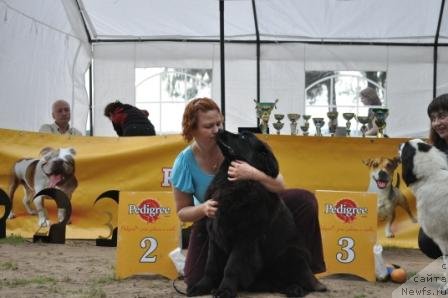 Фото: ньюфаундленд Акватория Келвин Прайм Тайм