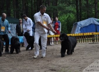 Фото: ньюфаундленд Их Высочество Вилана Блум (Ih Visochestvo Vilana Blum)