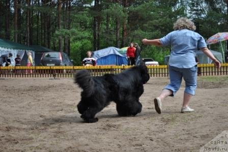 Фото: ньюфаундленд King of Helluland I'm Precious