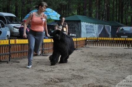 Фото: ньюфаундленд Амулет Любви и Счастья (Amulet Lyubvi i Schastya)