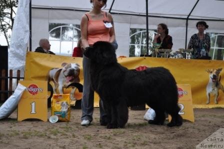 Фото: ньюфаундленд Амулет Любви и Счастья (Amulet Lyubvi i Schastya)