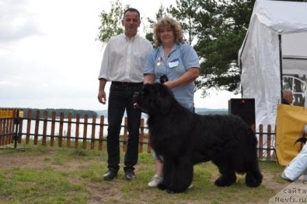 Фото: ньюфаундленд King of Helluland I'm Precious