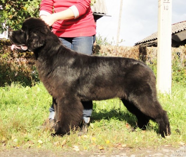 Фото: ньюфаундленд Бегущая по Волнам Дансинг Квин (Beguschaya po Volnam Dancing Queen)