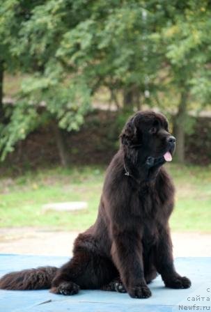 Фото: ньюфаундленд Акватория Келвин Оут оф зе Блю (Aquatoriya Kelvin Out of The Blue)