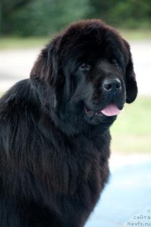 Фото: ньюфаундленд Акватория Келвин Инспирит Лайф (Aquatoriya Kelvin Inspirit Life)