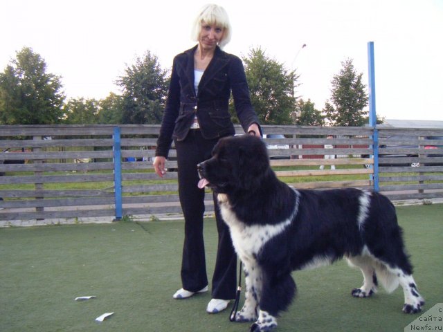 Фото: ньюфаундленд Armani Van Zebr Super Mishka
