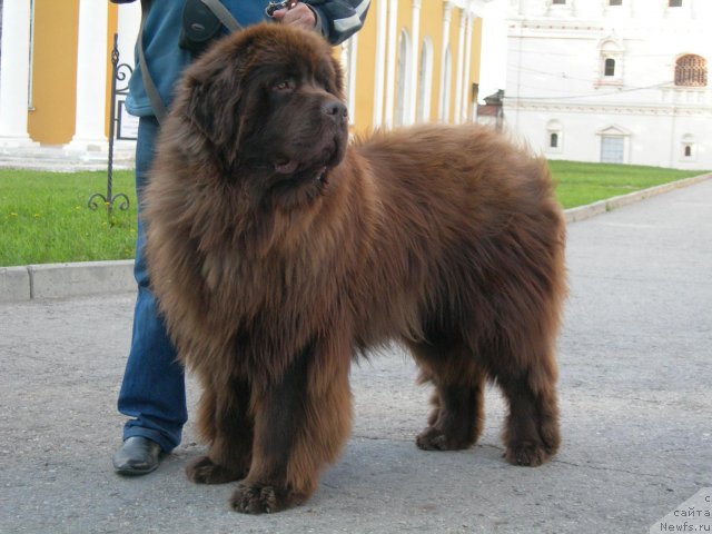 Фото: ньюфаундленд Анджело Орсо Вильгельм (Angelo Orso Vilgelm)
