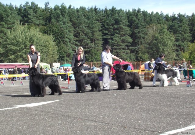 Фото: ньюфаундленд Woligord Lifeguard iz Volotova, Pepperita's Pieceofspanishdream, ньюфаундленд Cayuga Mescalero, ньюфаундленд Norkros Irish Dream