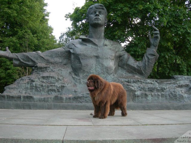 Фото: ньюфаундленд Анджело Орсо Вильгельм (Angelo Orso Vilgelm)
