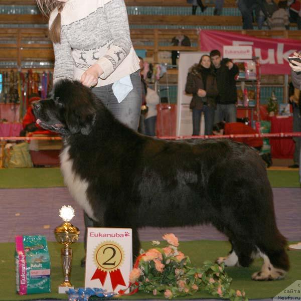 Фото: ньюфаундленд Fairweathers Mary Jane