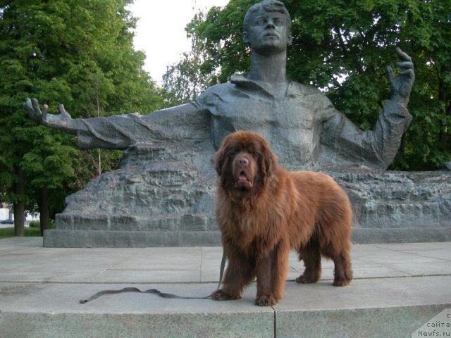 Фото: ньюфаундленд Анджело Орсо Вильгельм (Angelo Orso Vilgelm)