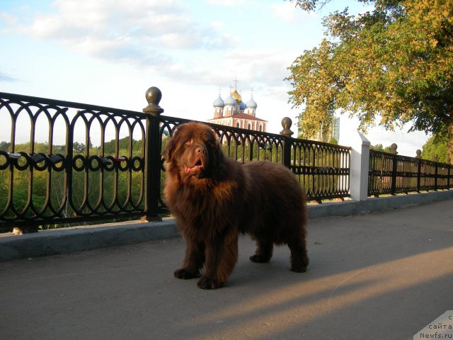 Фото: ньюфаундленд Анджело Орсо Вильгельм (Angelo Orso Vilgelm)