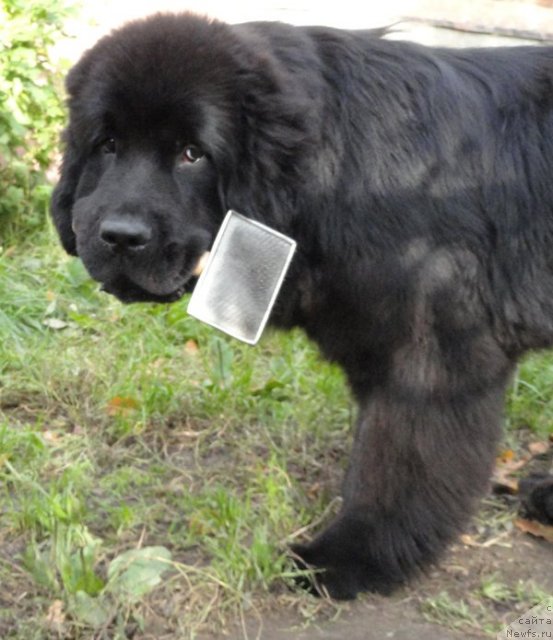 Фото: ньюфаундленд Бегущая по Волнам Дансинг Квин (Beguschaya po Volnam Dancing Queen)