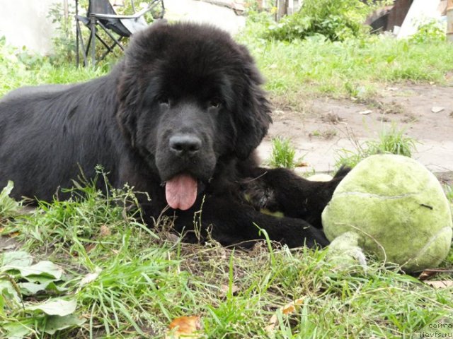Фото: ньюфаундленд Бегущая по Волнам Дансинг Квин (Beguschaya po Volnam Dancing Queen)