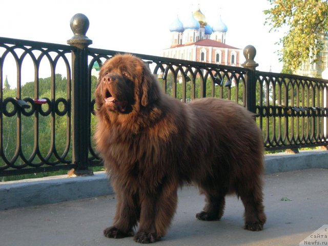 Фото: ньюфаундленд Анджело Орсо Вильгельм (Angelo Orso Vilgelm)