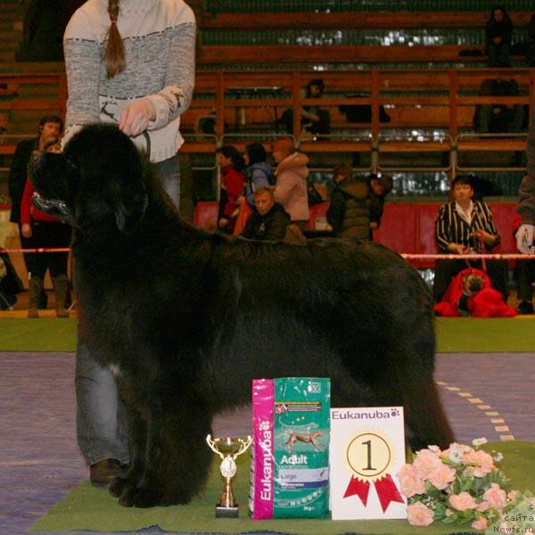 Фото: ньюфаундленд Fairweathers Italien Style