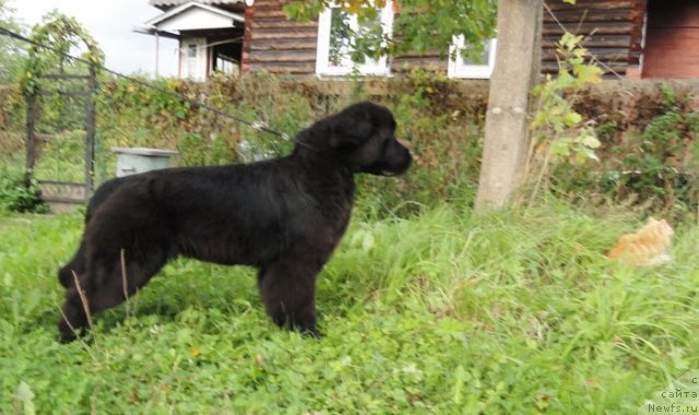 Фото: ньюфаундленд Бегущая по Волнам Дансинг Квин (Beguschaya po Volnam Dancing Queen)