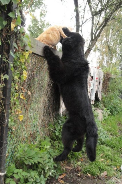 Фото: ньюфаундленд Бегущая по Волнам Дансинг Квин (Beguschaya po Volnam Dancing Queen)