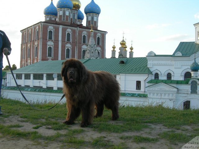 Фото: ньюфаундленд Анджело Орсо Вильгельм (Angelo Orso Vilgelm)