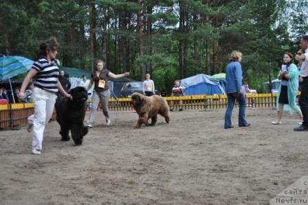 Фото: ньюфаундленд Иван Царевич из Тихого Омута (Ivan Tsarevich iz Tihogo Omuta), ньюфаундленд Командор из Медвежьего Яра