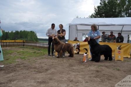 Фото: ньюфаундленд Командор из Медвежьего Яра, ньюфаундленд King of Helluland I'm Precious