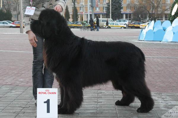 Фото: ньюфаундленд Fairweathers Italien Style