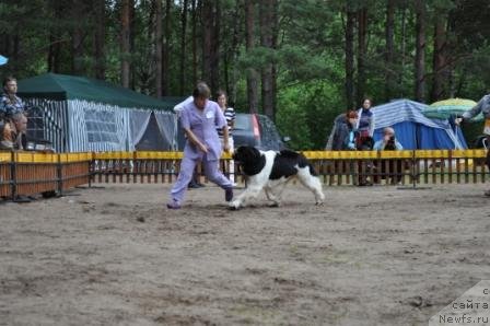 Фото: ньюфаундленд Супер Премиум Женева (Super Premium Zheneva)