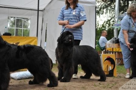 Фото: ньюфаундленд Сент Джонс Ульрика (Sent Djons Ulrika)