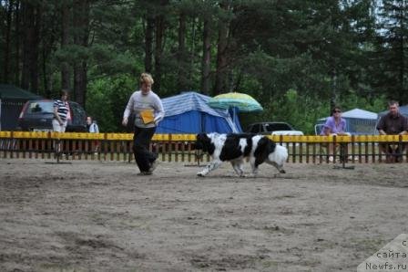 Фото: ньюфаундленд Кипер Соул Жемчужина Белая