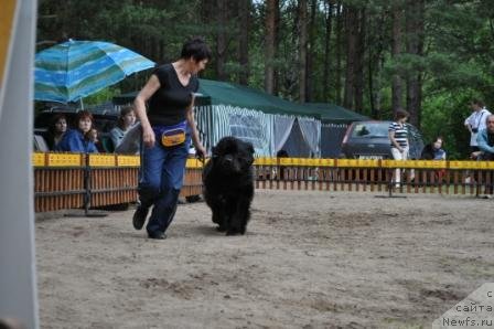 Фото: ньюфаундленд Потап Шален