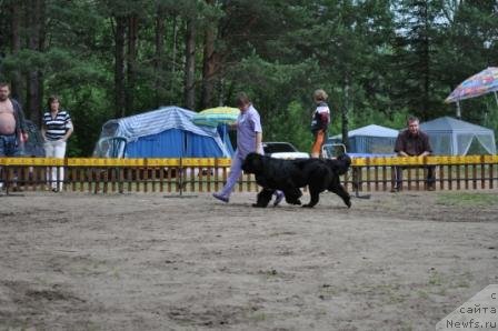 Фото: ньюфаундленд Супер Бизон Анталия