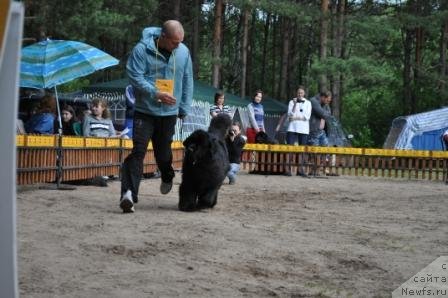 Фото: ньюфаундленд Акватория Келвин Инспирит Лайф (Aquatoriya Kelvin Inspirit Life)