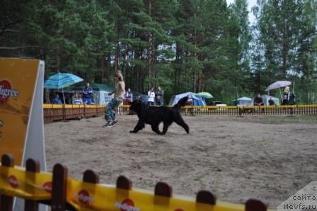 Фото: ньюфаундленд История Любви из Тихого Омута (Istoria Lubvi iz Tihogo Omuta)