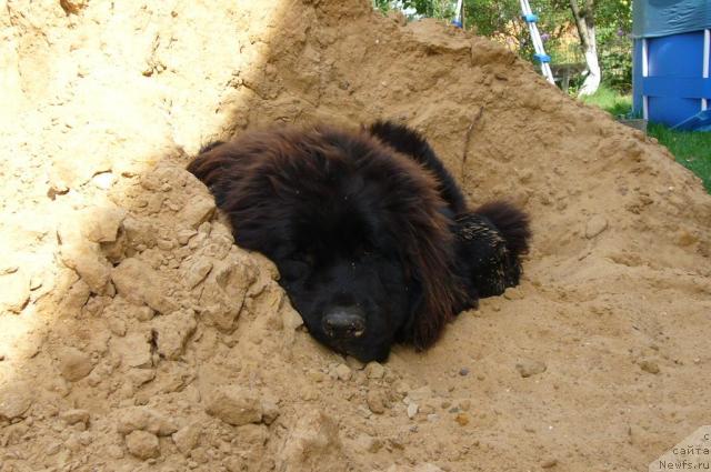 Фото: ньюфаундленд Топтыжка Норд