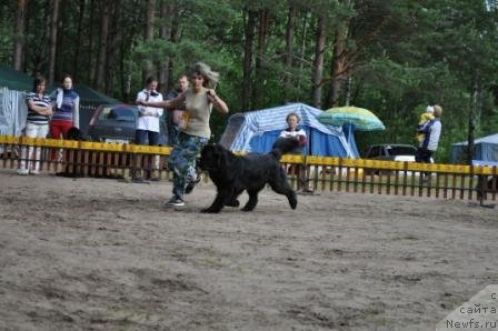 Фото: ньюфаундленд История Любви из Тихого Омута (Istoria Lubvi iz Tihogo Omuta)