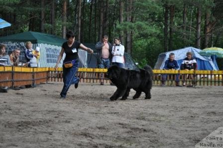 Фото: ньюфаундленд Блэк Диамонд Агидель от Потапа Полетта (Black Diamond Agidel ot Potapa Poletta)