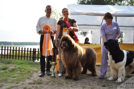 Фото: ньюфаундленд Командор из Медвежьего Яра