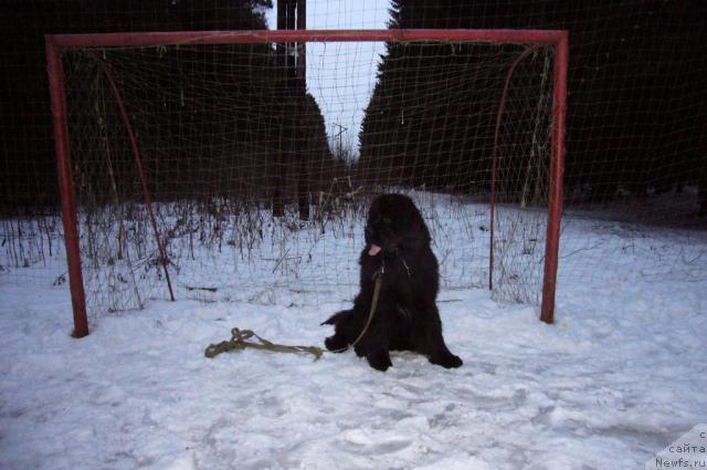 Фото: ньюфаундленд Топтыжка Норд