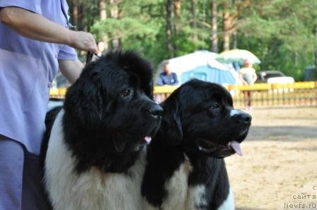 Фото: ньюфаундленд Супер Премиум Жодо Феролли (Super Premium Zhodo Ferolli), ньюфаундленд Супер Премиум Женева (Super Premium Zheneva)