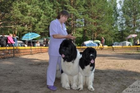 Фото: ньюфаундленд Супер Премиум Жодо Феролли (Super Premium Zhodo Ferolli), ньюфаундленд Супер Премиум Женева (Super Premium Zheneva)