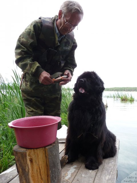 Фото: Фарид Хасанович, ньюфаундленд Рафаэлла Бриллианс Черная Жемчужина