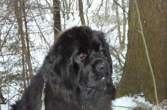 Фото: ньюфаундленд Топтыжка Норд