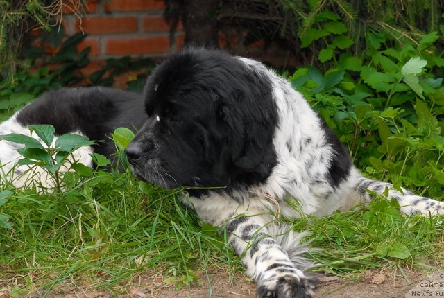 Фотография № 77030