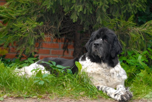 Фотография № 77035