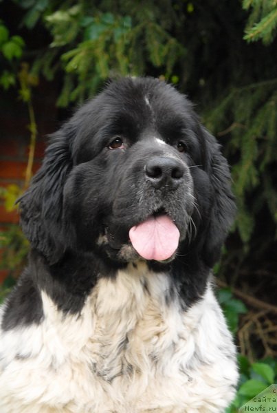 Фото: ньюфаундленд Сент Джонс Пеппи Длинный Чулок (Sent Djons Peppi Dlinny Chulok)