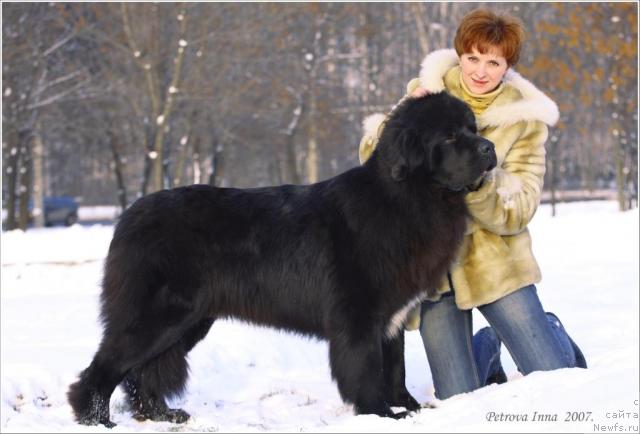 Фото: ньюфаундленд Жемчуг Гранд из Уникальной Коллекции, Ирина Долотова